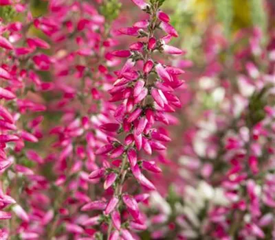 Calluna 'Beauty Ladies'®