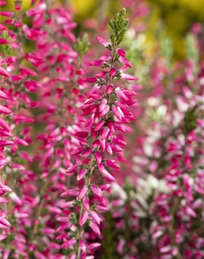 Calluna 'Beauty Ladies'®