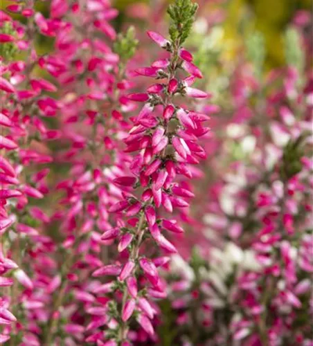 Calluna 'Beauty Ladies'®