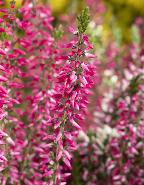 Calluna 'Beauty Ladies'®