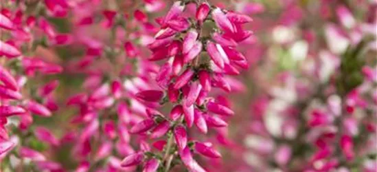 Calluna 'Beauty Ladies'®