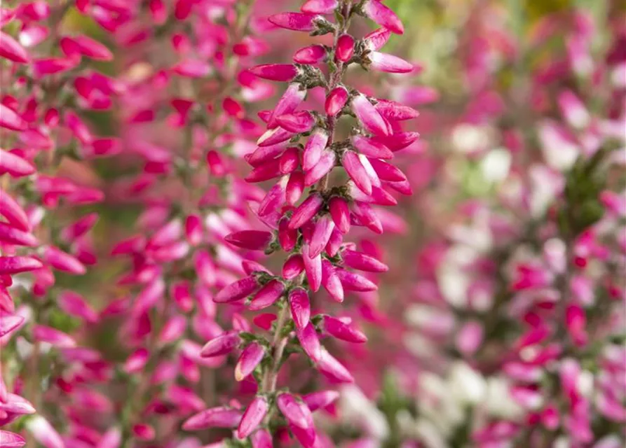 Calluna 'Beauty Ladies'®