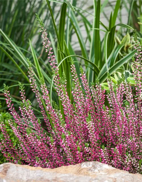 Calluna 'Beauty Ladies'®