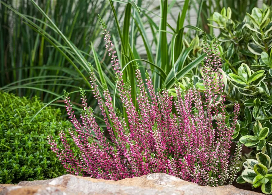 Calluna 'Beauty Ladies'®