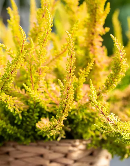 Calluna 'Beauty Ladies'®