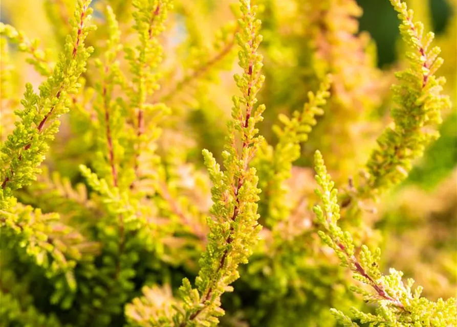 Calluna 'Beauty Ladies'®