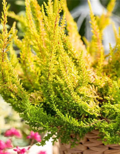 Calluna 'Beauty Ladies'®