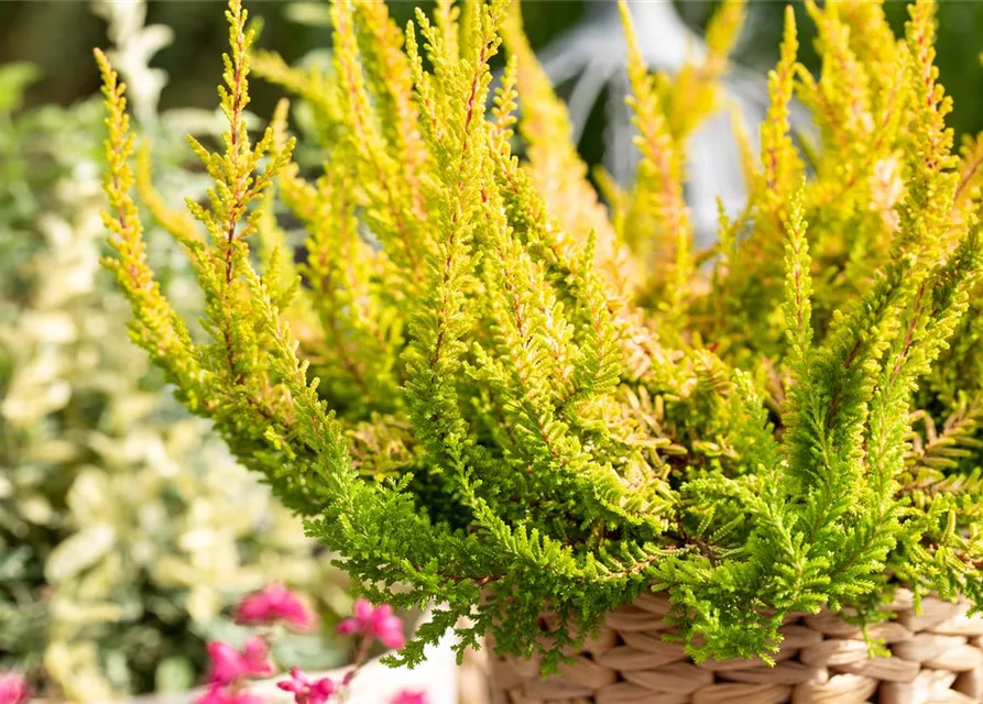 Calluna 'Beauty Ladies'®