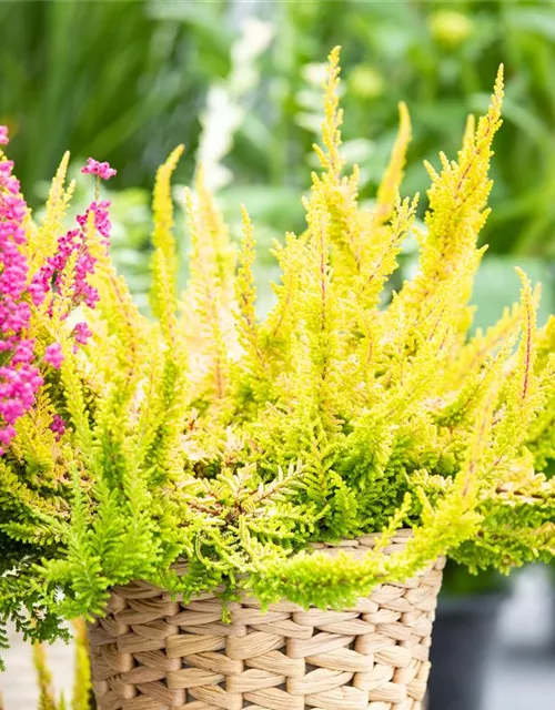 Calluna 'Beauty Ladies'®