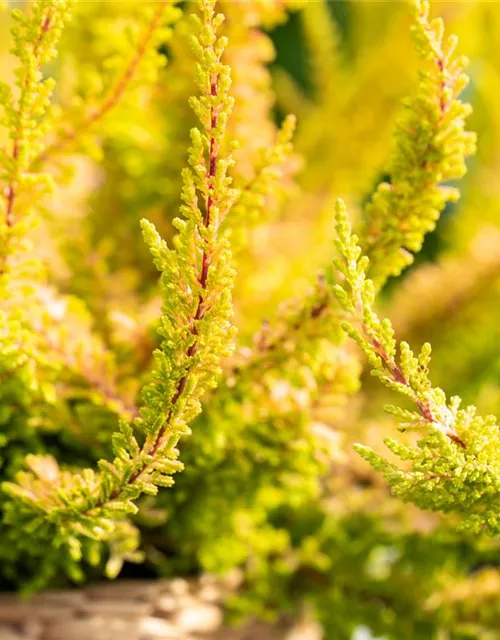 Calluna 'Beauty Ladies'®