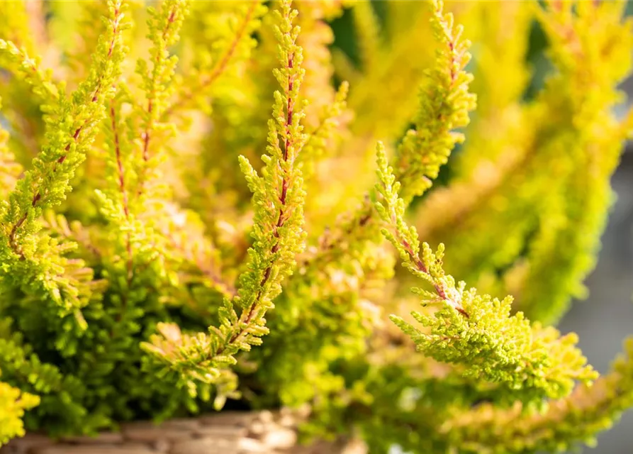 Calluna 'Beauty Ladies'®