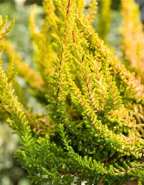 Calluna 'Beauty Ladies'®