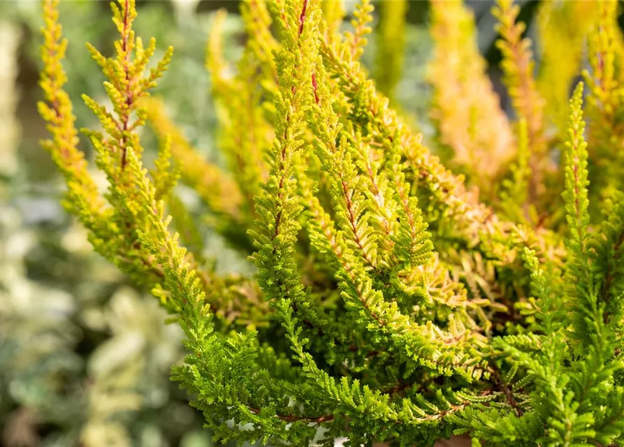 Calluna 'Beauty Ladies'®