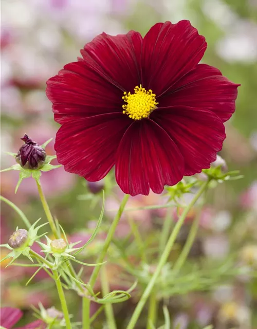 Cosmos bipinnatus