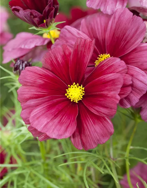 Cosmos bipinnatus