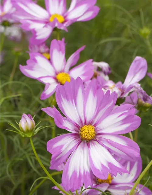 Cosmos bipinnatus