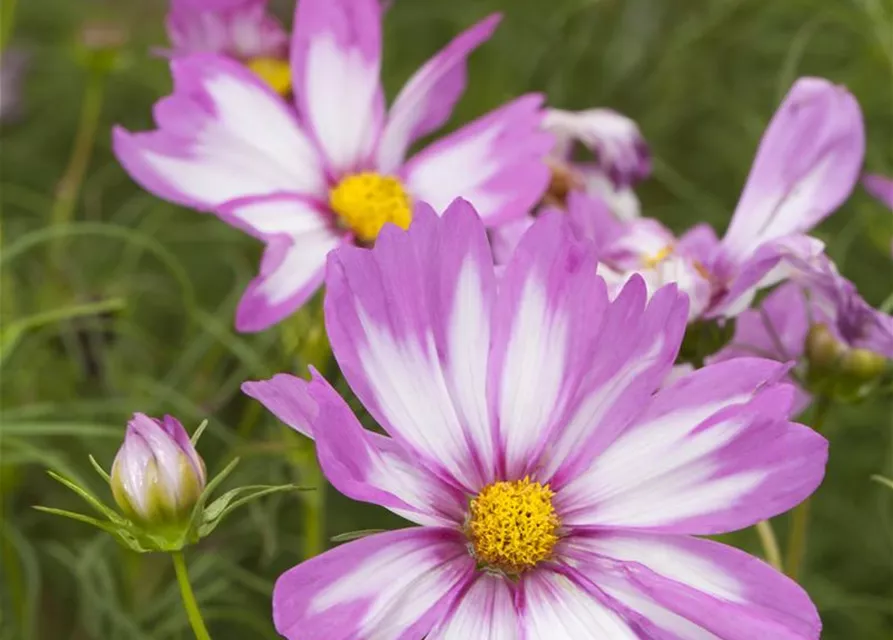 Cosmos bipinnatus