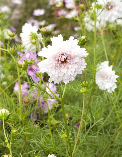 Cosmos bipinnatus