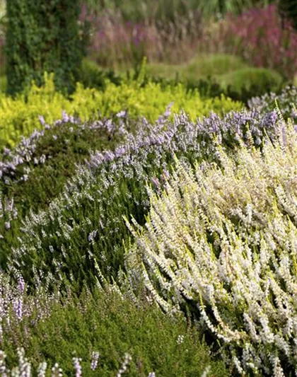 Calluna vulgaris