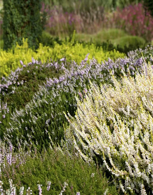 Calluna vulgaris