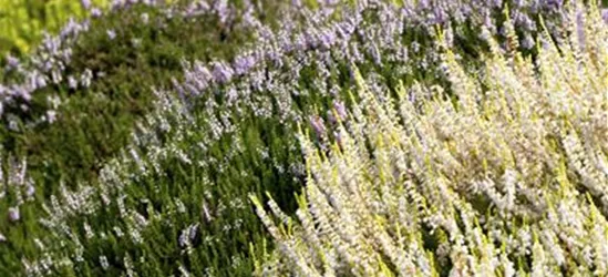 Calluna vulgaris