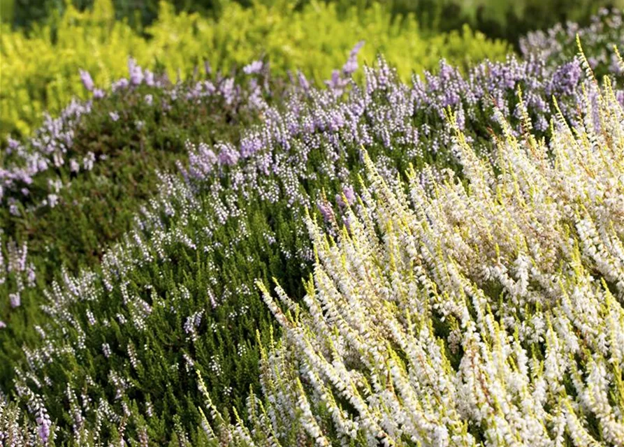 Calluna vulgaris