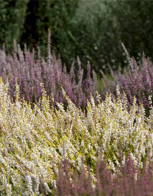 Calluna vulgaris