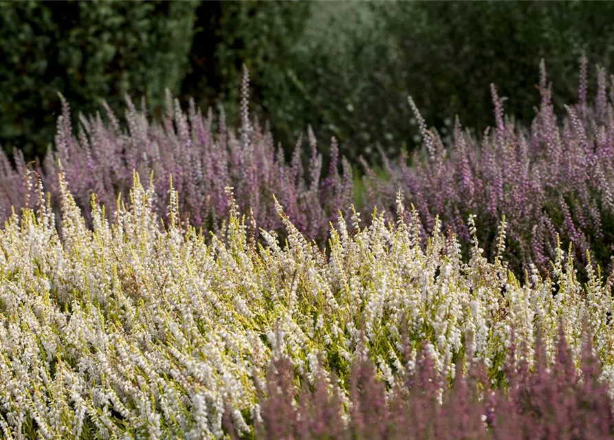 Calluna vulgaris