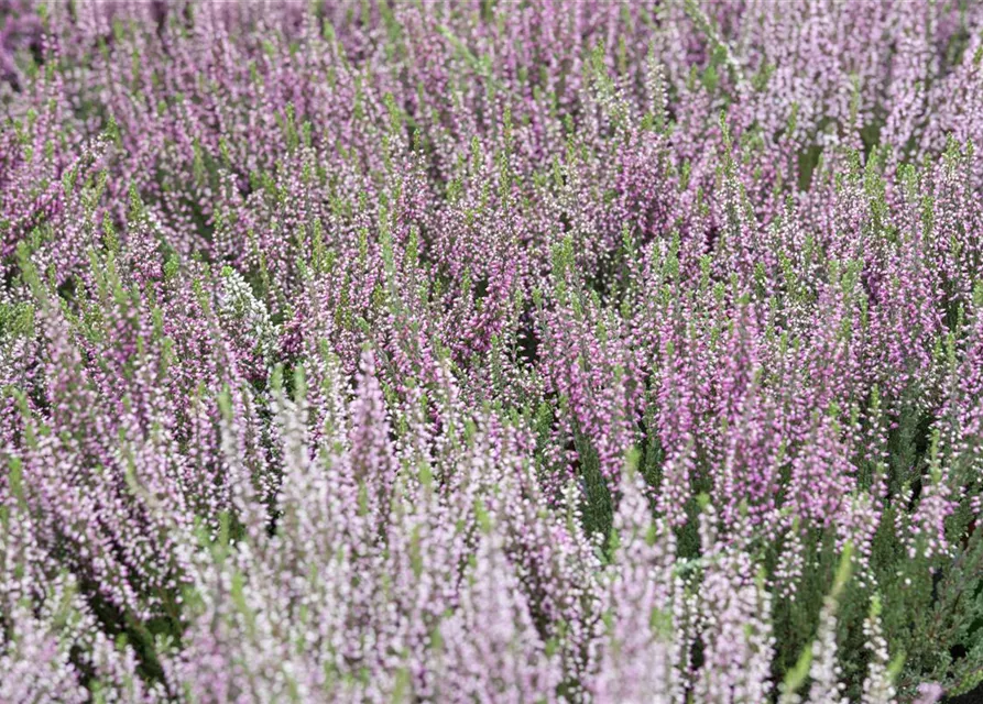 Calluna vulgaris