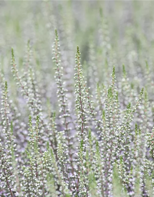 Calluna vulgaris