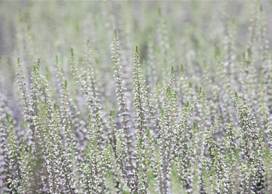 Calluna vulgaris