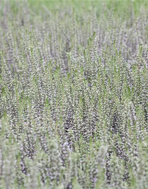 Calluna vulgaris