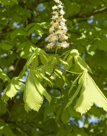 Aesculus hippocastanum