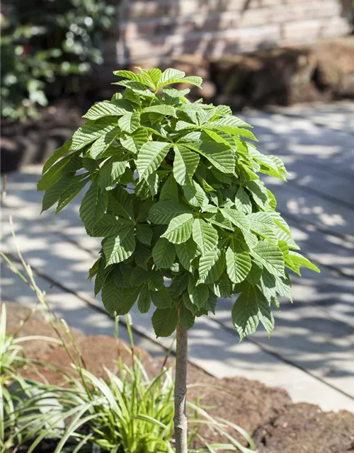 Aesculus hippocastanum