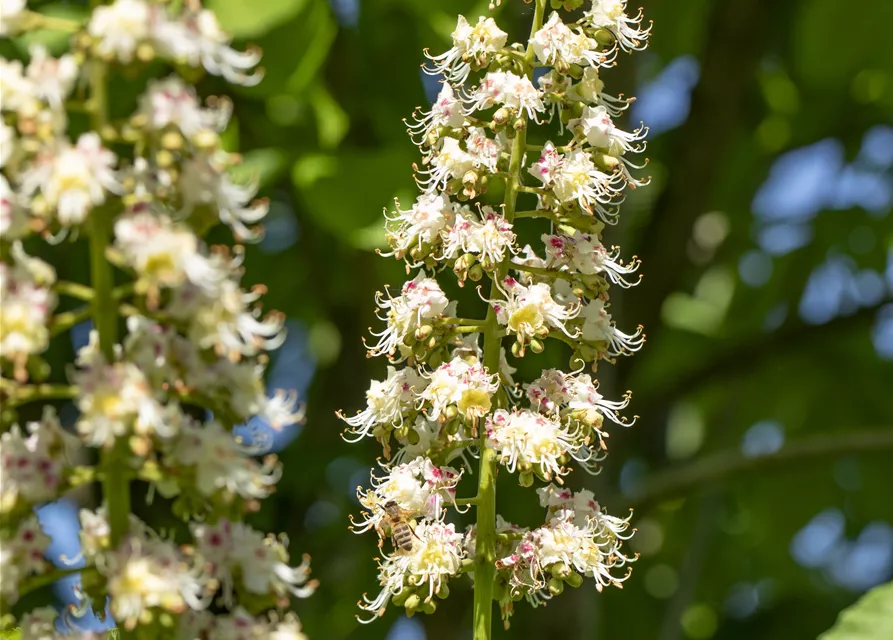 Aesculus hippocastanum