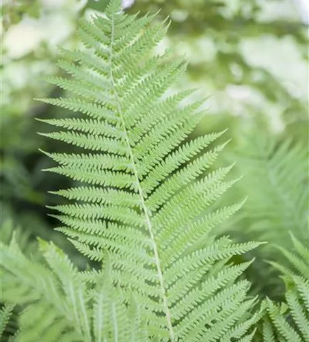 Athyrium filix-femina