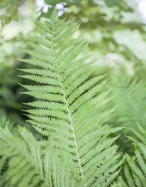 Athyrium filix-femina