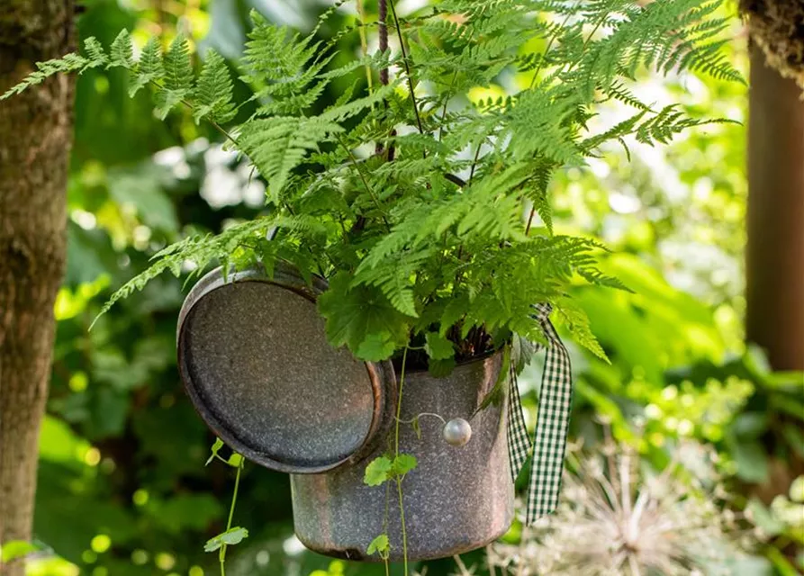 Athyrium filix-femina