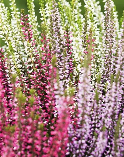 Calluna vulgaris Trio-Girls®