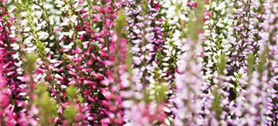 Calluna vulgaris Trio-Girls®