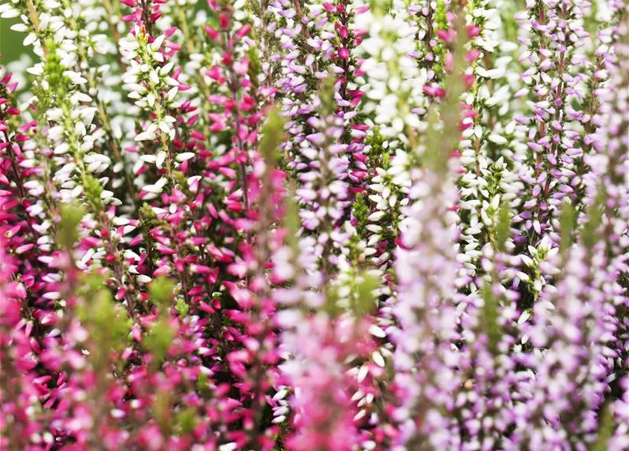 Calluna vulgaris Trio-Girls®