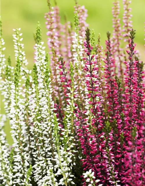 Calluna vulgaris Trio-Girls®