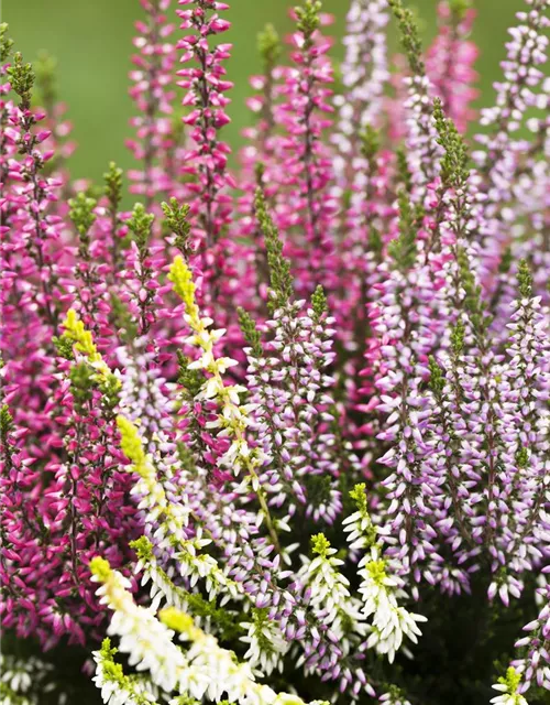 Calluna vulgaris Trio-Girls®