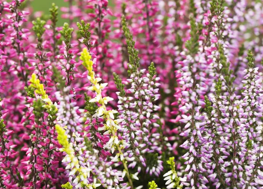 Calluna vulgaris Trio-Girls®