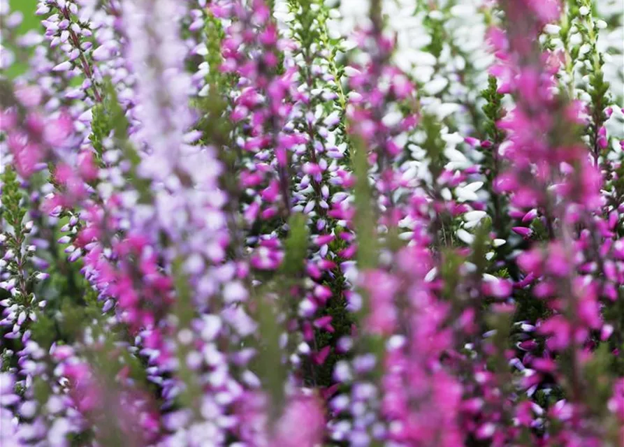 Calluna vulgaris Trio-Girls®