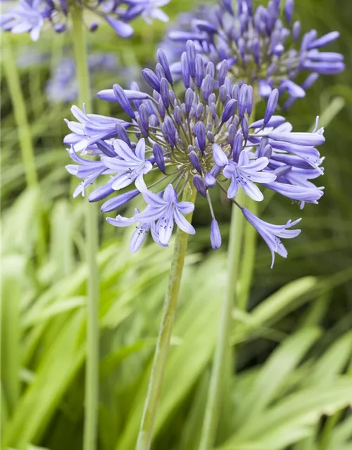 Agapanthus africanus