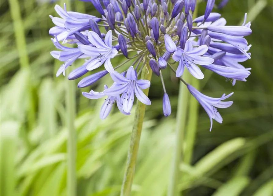 Agapanthus africanus