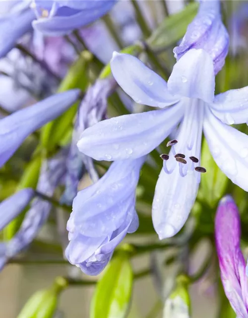 Agapanthus africanus