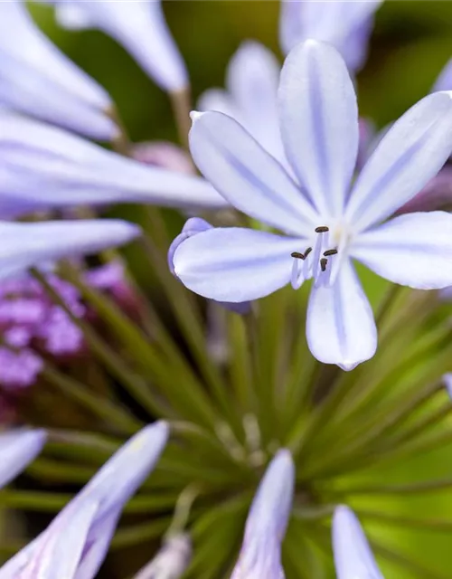 Agapanthus africanus