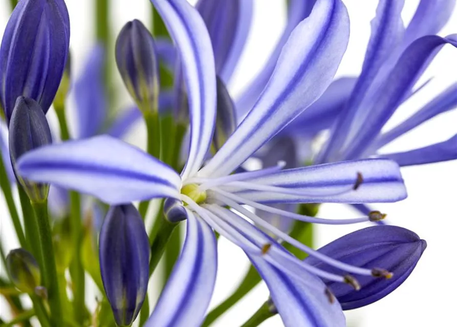 Agapanthus africanus